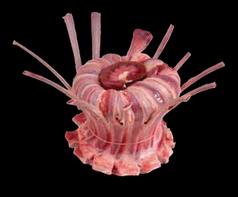 Couronne d’agneau